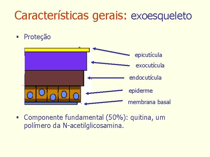 Características gerais: exoesqueleto § Proteção epicutícula exocutícula endocutícula epiderme membrana basal § Componente fundamental