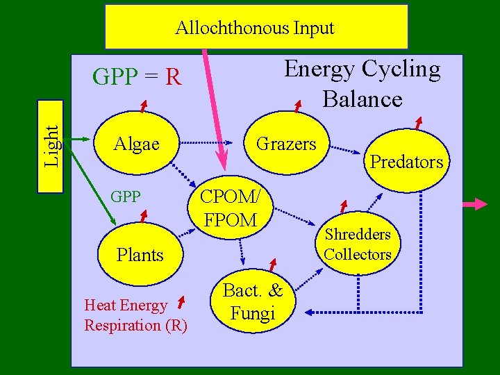 Allochthonous Input Energy Cycling Balance Light GPP = R Algae GPP Grazers CPOM/ FPOM