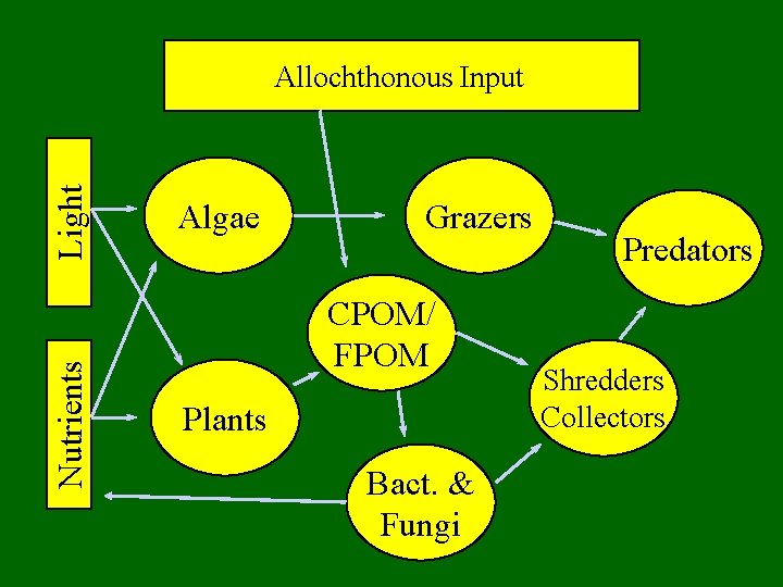 Nutrients Light Allochthonous Input Algae Grazers CPOM/ FPOM Plants Bact. & Fungi Predators Shredders