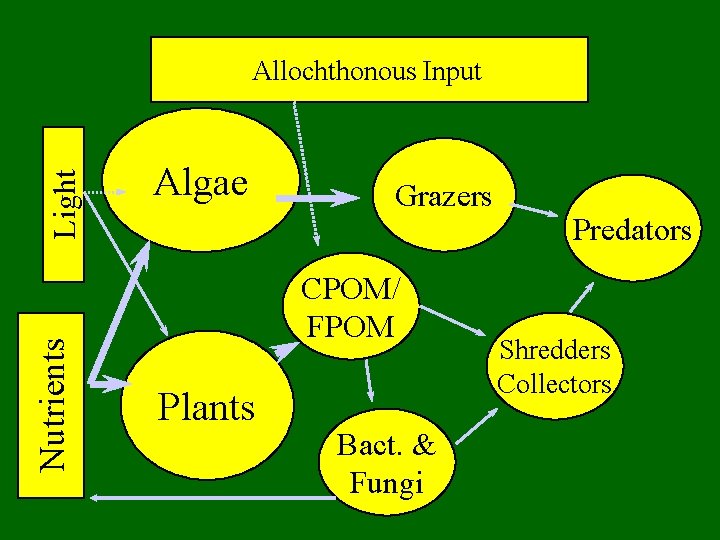 Nutrients Light Allochthonous Input Algae Grazers CPOM/ FPOM Plants Bact. & Fungi Predators Shredders