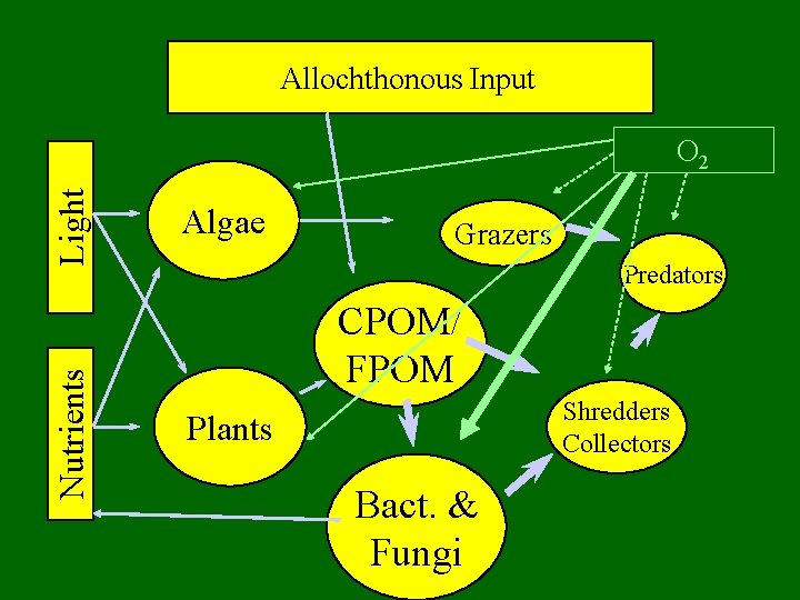 Allochthonous Input Nutrients Light O 2 Algae Grazers Predators CPOM/ FPOM Shredders Collectors Plants