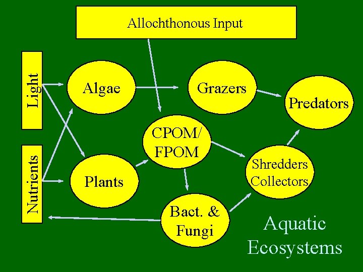 Nutrients Light Allochthonous Input Algae Grazers CPOM/ FPOM Plants Bact. & Fungi Predators Shredders