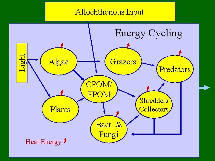 Allochthonous Input Light Energy Cycling Algae Grazers CPOM/ FPOM Plants Heat Energy Bact. &