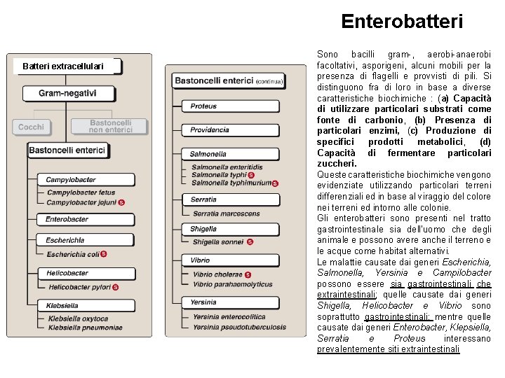 Enterobatteri Batteri extracellulari Sono bacilli gram-, aerobi-anaerobi facoltativi, asporigeni, alcuni mobili per la presenza