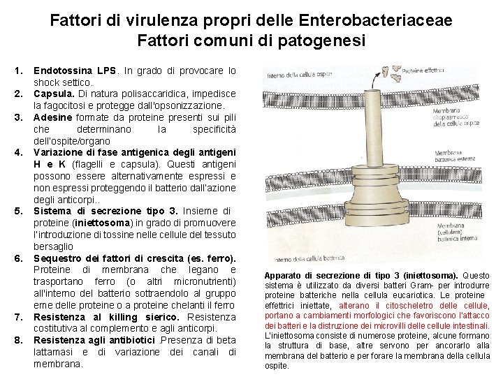 Fattori di virulenza propri delle Enterobacteriaceae Fattori comuni di patogenesi 1. 2. 3. 4.