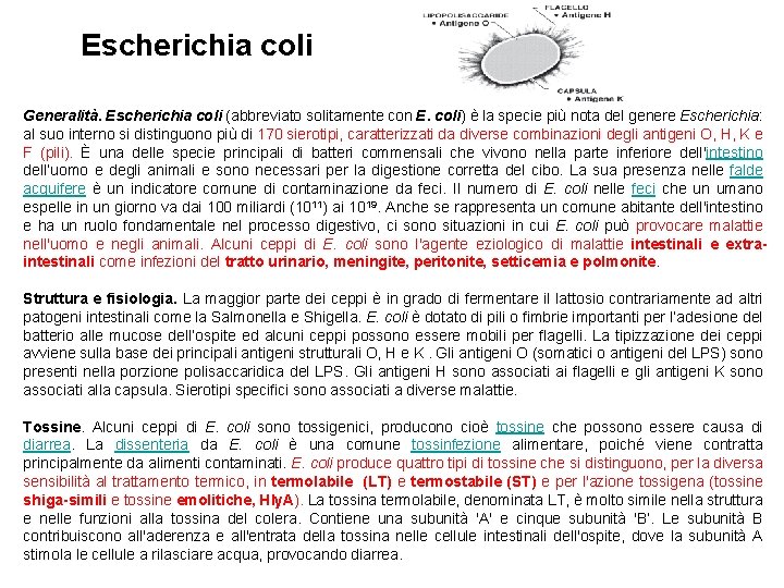 Escherichia coli Generalità. Escherichia coli (abbreviato solitamente con E. coli) è la specie più