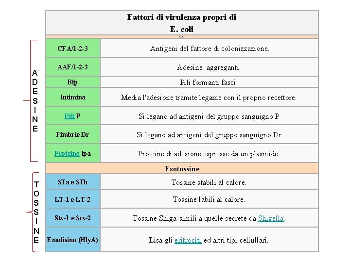 Fattori di virulenza propri di E. coli Adesine A D E S I N