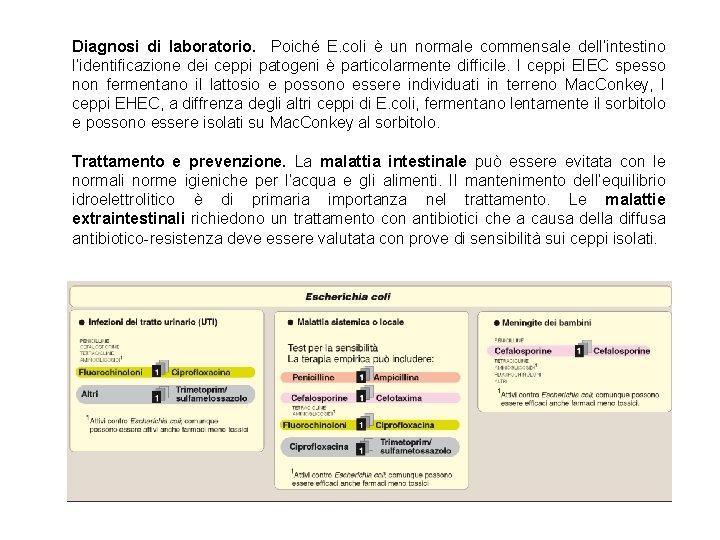 Diagnosi di laboratorio. Poiché E. coli è un normale commensale dell’intestino l’identificazione dei ceppi