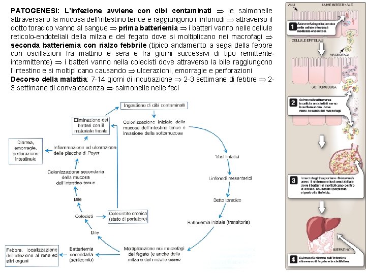 PATOGENESI: L’infezione avviene con cibi contaminati le salmonelle attraversano la mucosa dell’intestino tenue e