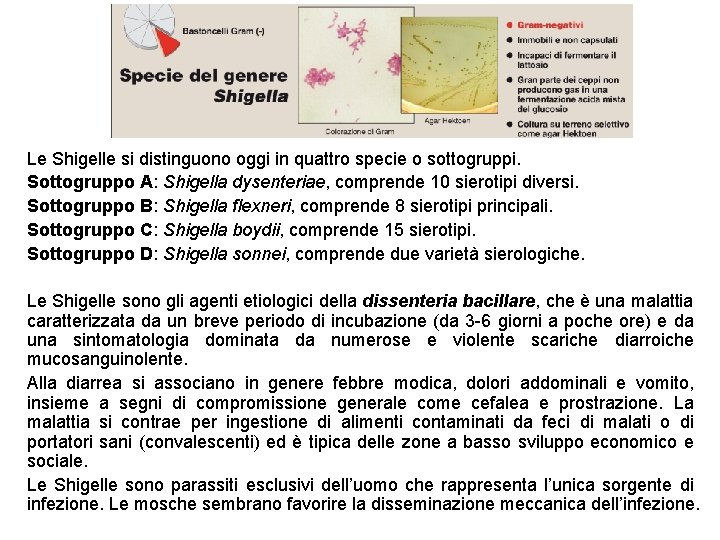 Le Shigelle si distinguono oggi in quattro specie o sottogruppi. Sottogruppo A: Shigella dysenteriae,