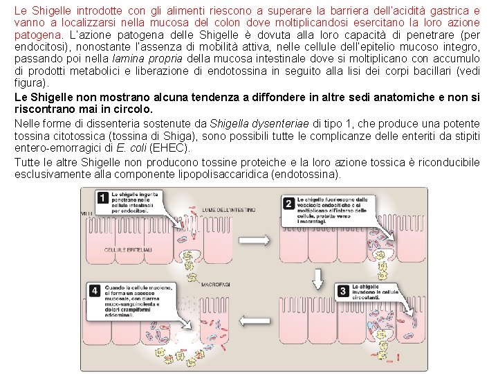 Le Shigelle introdotte con gli alimenti riescono a superare la barriera dell’acidità gastrica e