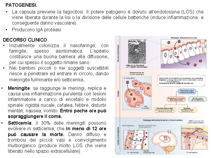 PATOGENESI. • La capsula previene la fagocitosi. Il potere patogeno è dovuto all’endotossina (LOS)