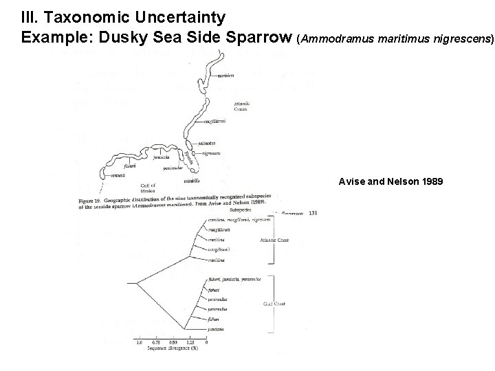 III. Taxonomic Uncertainty Example: Dusky Sea Side Sparrow (Ammodramus maritimus nigrescens) Avise and Nelson