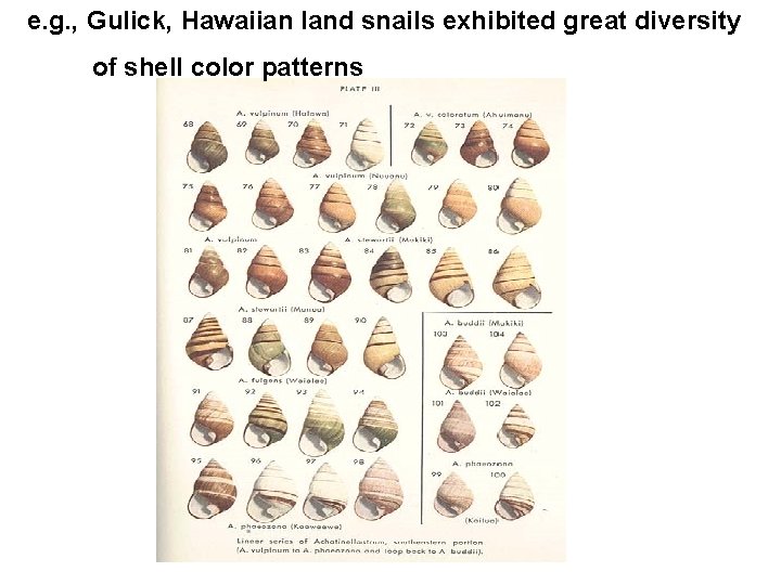 e. g. , Gulick, Hawaiian land snails exhibited great diversity of shell color patterns