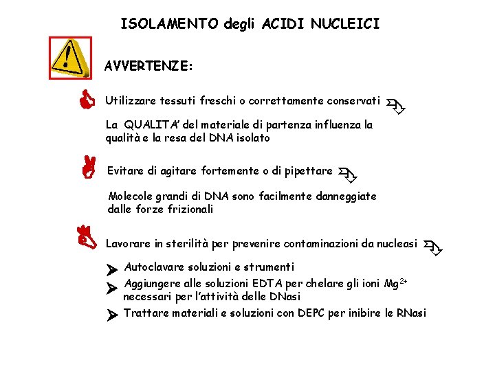 ISOLAMENTO degli ACIDI NUCLEICI AVVERTENZE: Utilizzare tessuti freschi o correttamente conservati Evitare di agitare