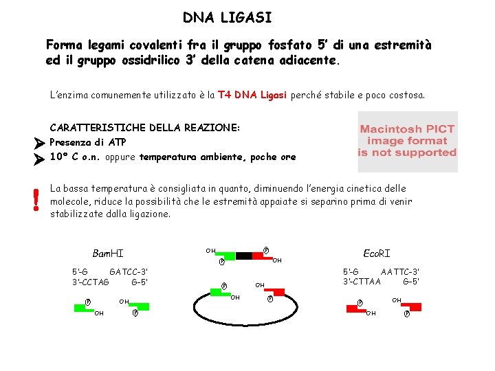 DNA LIGASI Forma legami covalenti fra il gruppo fosfato 5’ di una estremità ed