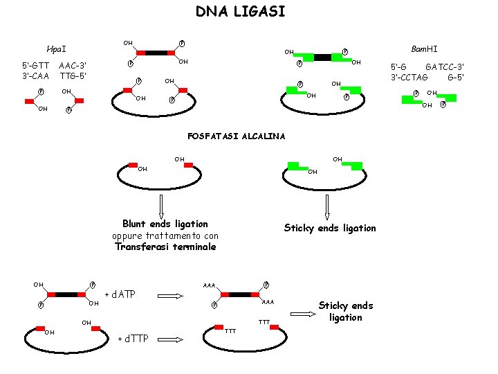DNA LIGASI 5’-GTT 3’-CAA P OH P AAC-3’ TTG-5’ P OH OH P Bam.