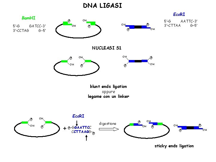 DNA LIGASI Eco. RI Bam. HI OH P 5’-G GATCC-3’ 3’-CCTAG G-5’ OH P