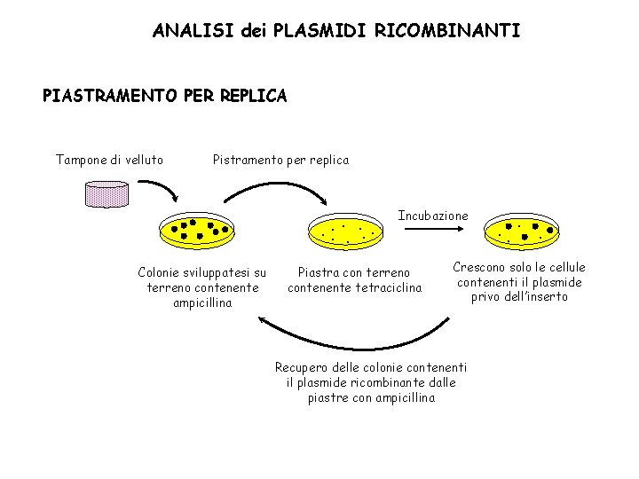 ANALISI dei PLASMIDI RICOMBINANTI PIASTRAMENTO PER REPLICA Tampone di velluto Pistramento per replica Colonie