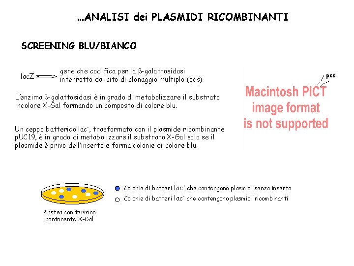 …ANALISI dei PLASMIDI RICOMBINANTI SCREENING BLU/BIANCO lac. Z gene che codifica per la b-galattosidasi