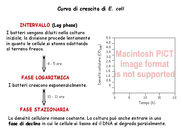 Curva di crescita di E. coli INTERVALLO (Lag phase) 4 - 5 ore FASE