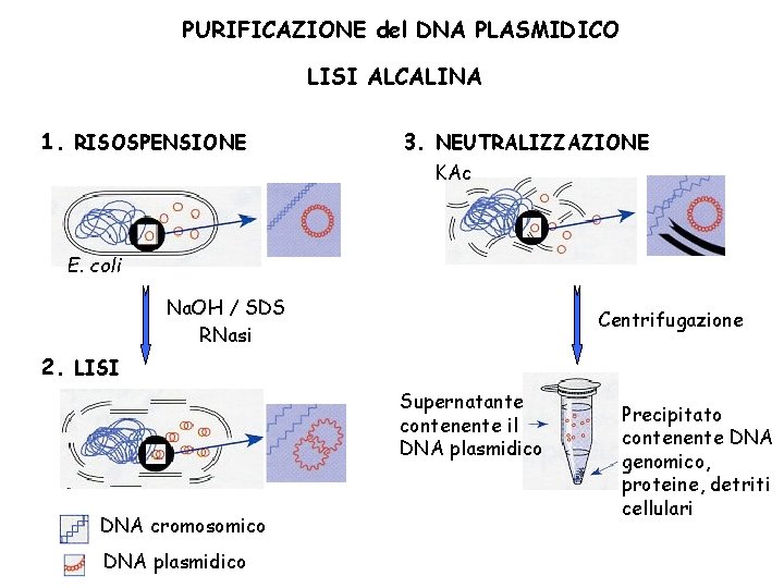 PURIFICAZIONE del DNA PLASMIDICO LISI ALCALINA 1. RISOSPENSIONE 3. NEUTRALIZZAZIONE KAc E. coli Na.