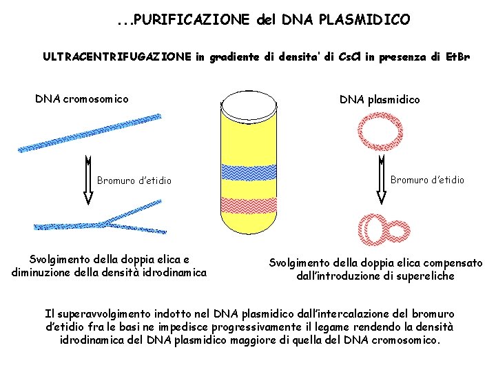 . . . PURIFICAZIONE del DNA PLASMIDICO ULTRACENTRIFUGAZIONE in gradiente di densita’ di Cs.