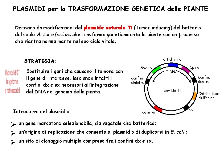 PLASMIDI per la TRASFORMAZIONE GENETICA delle PIANTE Derivano da modificazioni del plasmide naturale Ti