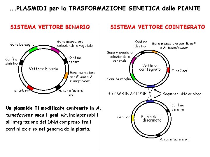 . . . PLASMIDI per la TRASFORMAZIONE GENETICA delle PIANTE SISTEMA VETTORE BINARIO Gene