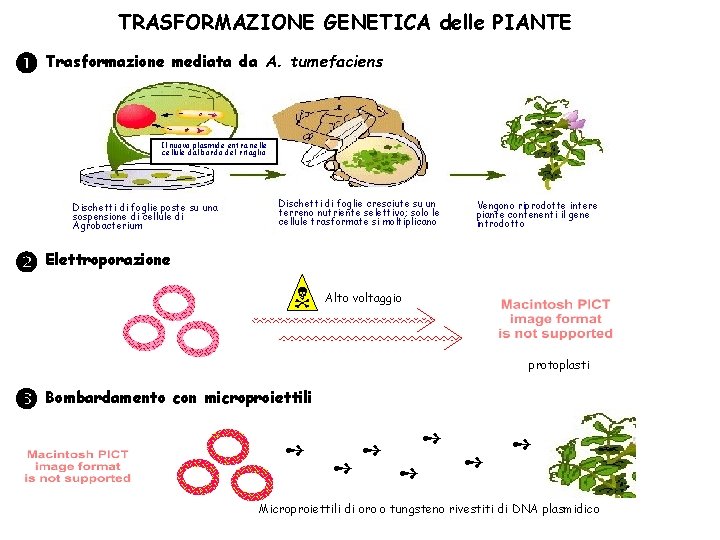 TRASFORMAZIONE GENETICA delle PIANTE Trasformazione mediata da A. tumefaciens Il nuovo plasmide entra nelle