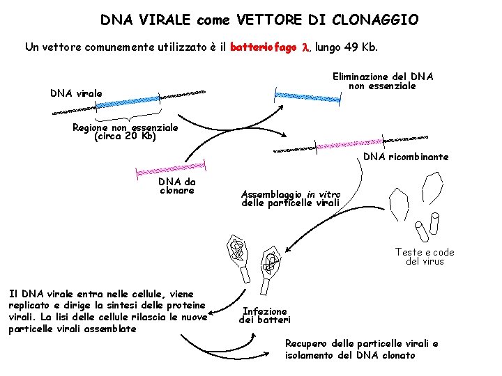 DNA VIRALE come VETTORE DI CLONAGGIO Un vettore comunemente utilizzato è il batteriofago l,