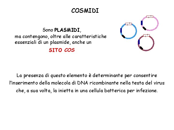 COSMIDI Sono PLASMIDI, ma contengono, oltre alle caratteristiche essenziali di un plasmide, anche un