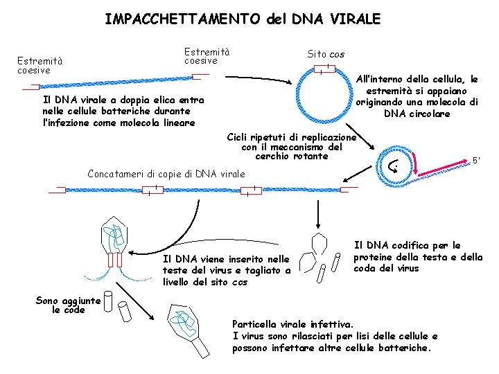 IMPACCHETTAMENTO del DNA VIRALE Estremità coesive Sito cos All’interno della cellula, le estremità si