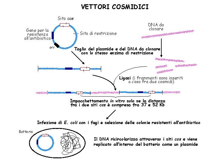 VETTORI COSMIDICI Sito cos Gene per la resistenza all’antibiotico ori Sito di restrizione DNA