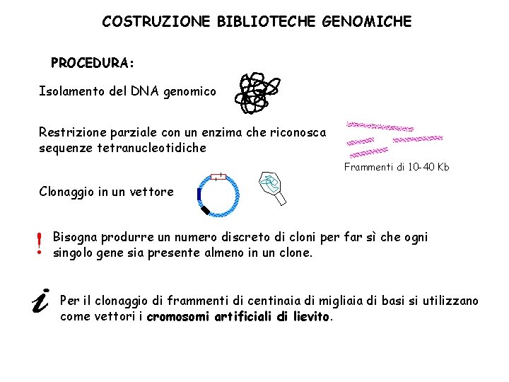 COSTRUZIONE BIBLIOTECHE GENOMICHE PROCEDURA: Isolamento del DNA genomico Restrizione parziale con un enzima che