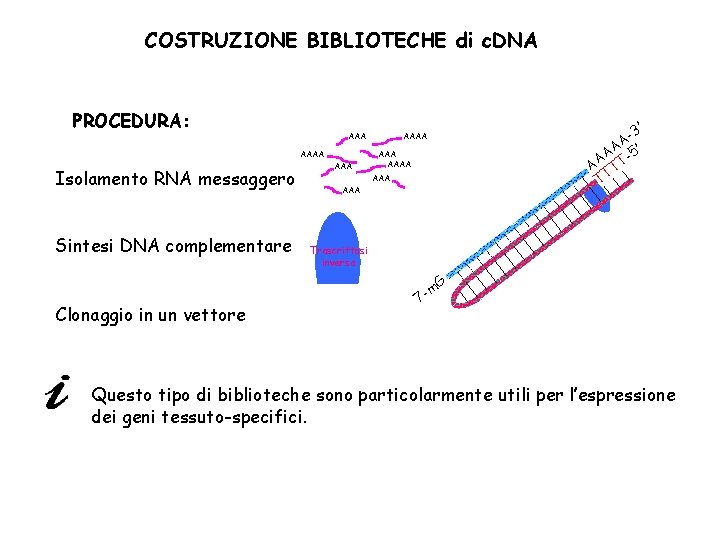 COSTRUZIONE BIBLIOTECHE di c. DNA PROCEDURA: AAAA Isolamento RNA messaggero Sintesi DNA complementare AAA