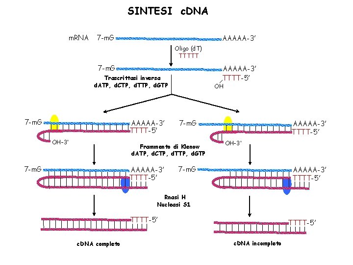 SINTESI c. DNA m. RNA 7 -m. G AAAAA-3’ Oligo (d. T) TTTTT 7