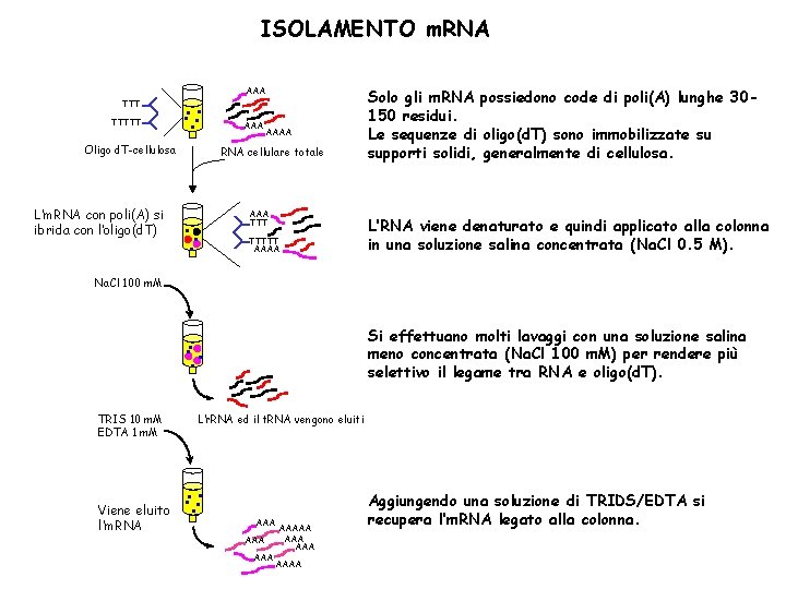 ISOLAMENTO m. RNA TTTTT . . . Oligo d. T-cellulosa L’m. RNA con poli(A)