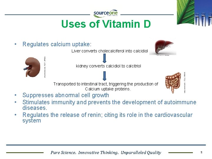 Uses of Vitamin D • Regulates calcium uptake: Liver converts cholecalciferol into calcidiol kidney