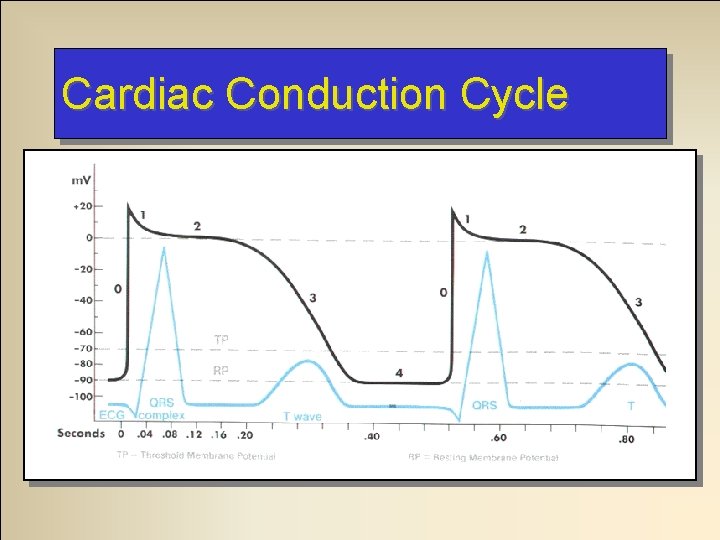 Cardiac Conduction Cycle 