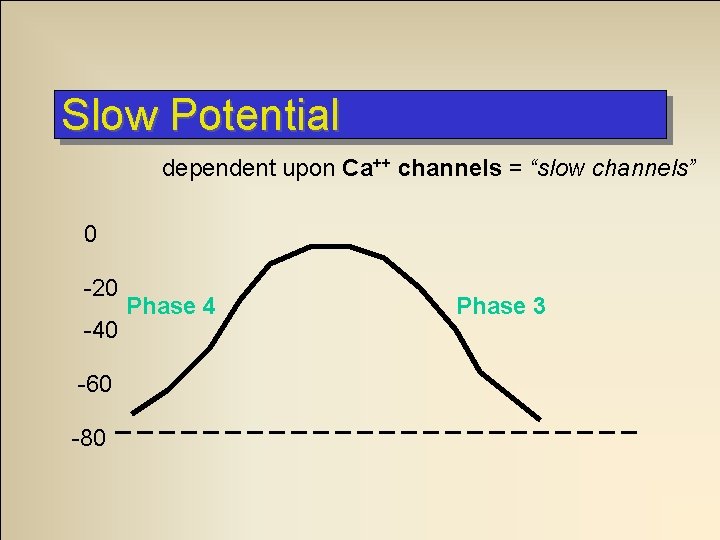 Slow Potential dependent upon Ca++ channels = “slow channels” 0 -20 -40 -60 -80