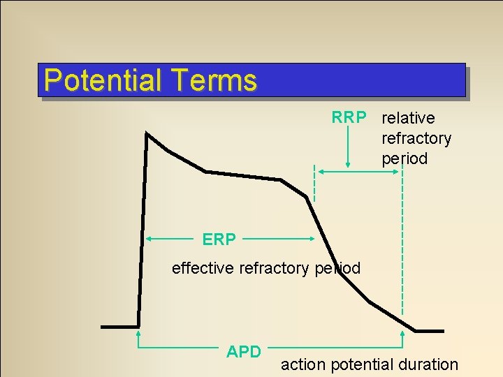 Potential Terms RRP relative refractory period ERP effective refractory period APD action potential duration
