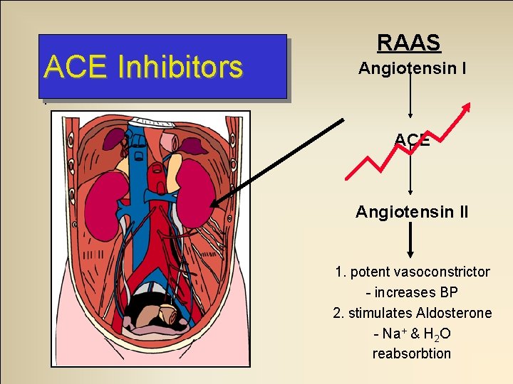 ACE Inhibitors RAAS Angiotensin I . ACE Angiotensin II 1. potent vasoconstrictor - increases