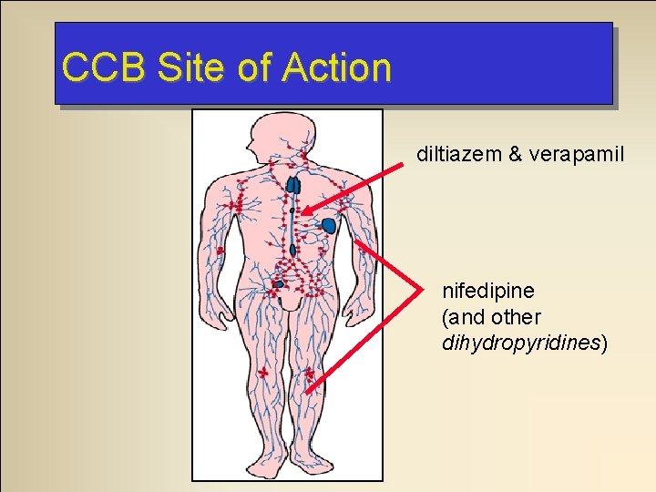 CCB Site of Action diltiazem & verapamil nifedipine (and other dihydropyridines) 