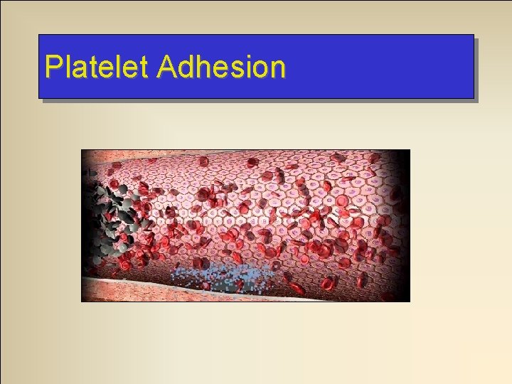 Platelet Adhesion 