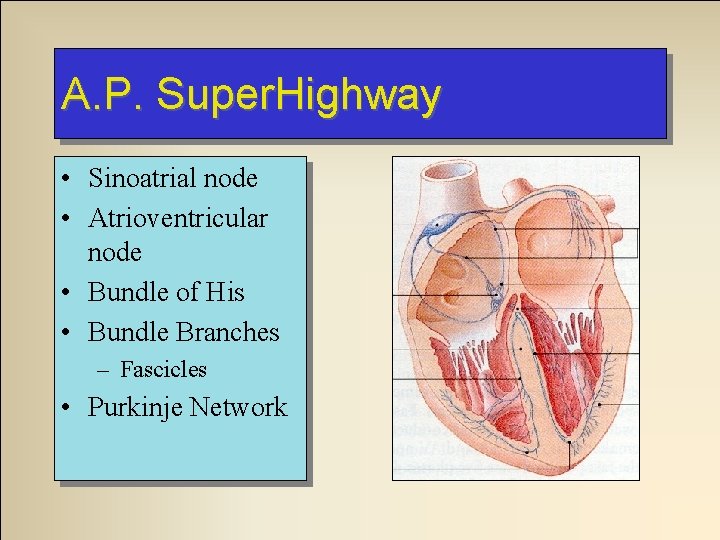A. P. Super. Highway • Sinoatrial node • Atrioventricular node • Bundle of His