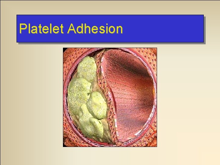 Platelet Adhesion 