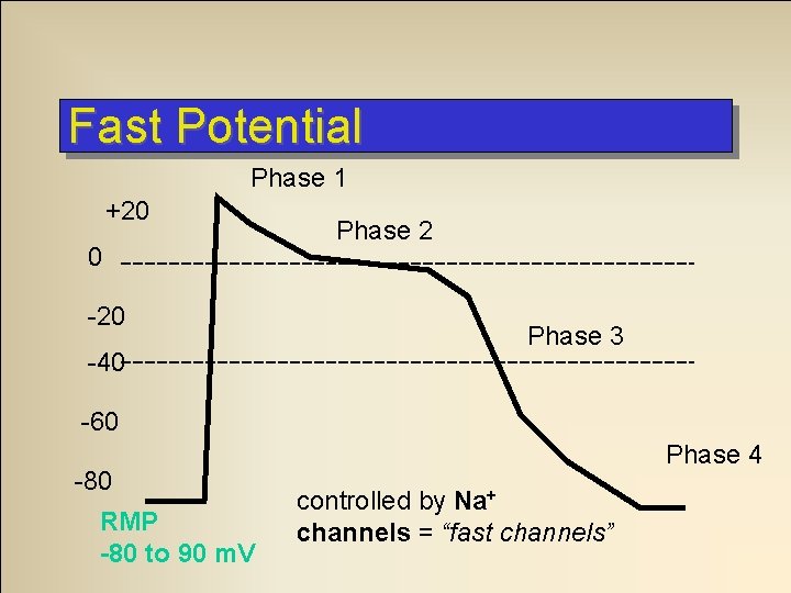 Fast Potential Phase 1 +20 0 -20 -40 Phase 2 Phase 3 -60 -80
