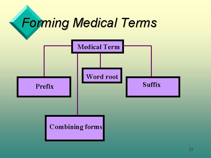 Forming Medical Terms Medical Term Word root Prefix Suffix Combining forms 11 
