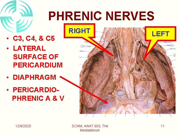 PHRENIC NERVES • C 3, C 4, & C 5 • LATERAL SURFACE OF